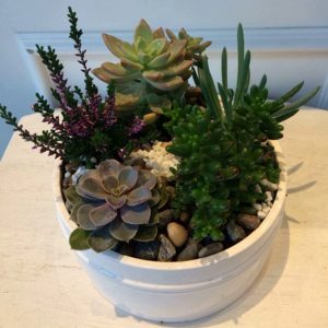SC001-Succulent