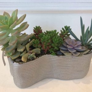 SC002-Succulent