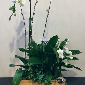 OR011-Orchid