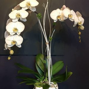 OR012-Orchid