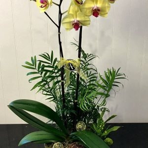 OR015-Orchid