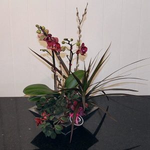 OR016-Orchid