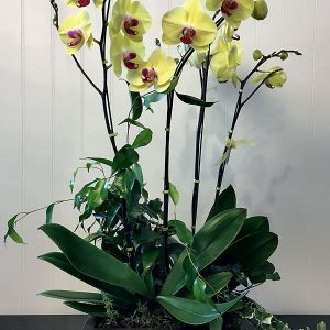 OR017-Orchid