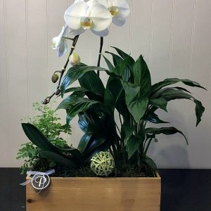 OR018-Orchid