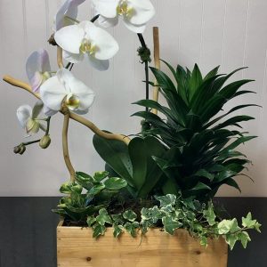 OR019-Orchid