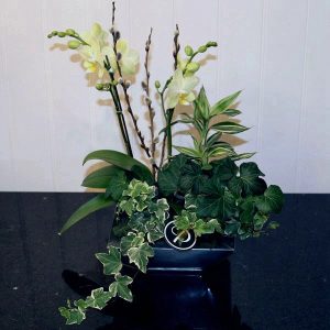 OR020-Orchid