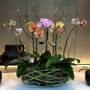luxury orchids