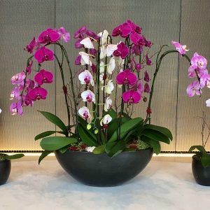 luxury orchids
