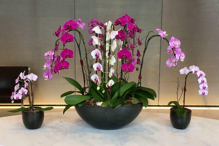 Luxury Orchids by Posy Floral Design