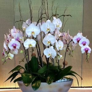 Luxury Orchid