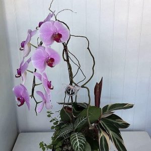 OR002-Orchid