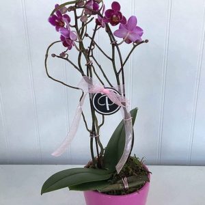 OR003-Orchid