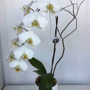 Orchid in Ceramic Pot