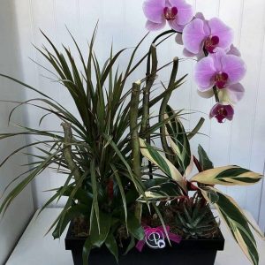 OR005-Orchid