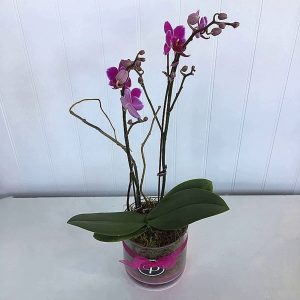 OR001-Orchid