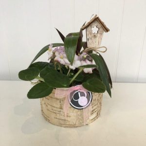 PL001-Plant