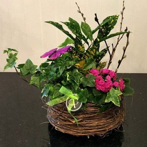PL014-Plant