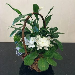 PL016-Plant