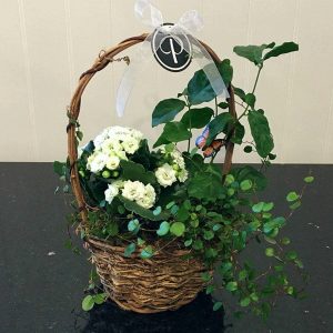 PL018-Plant