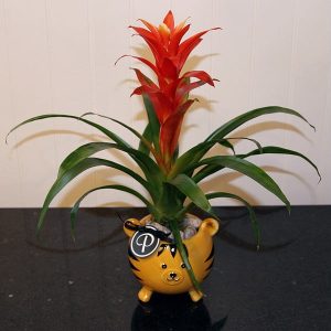 PL022-Plant