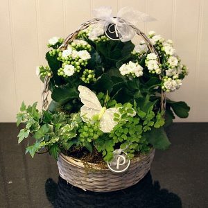 PL024-Plant