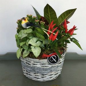 PL025-Sunshne-Basket-Plantes