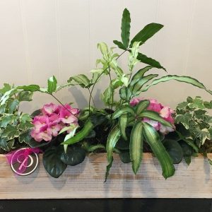 PL026-Plant