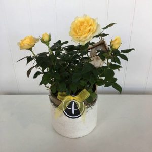 PL006-Plant