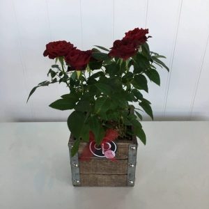 PL007-Plant