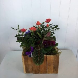 PL009-Plant