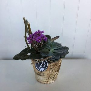 PL010-Plant
