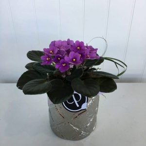 PL011-Plant
