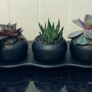 SC019-Succulent