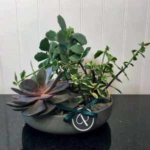 SC020-Succulent