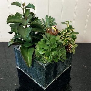 SC021-Succulent