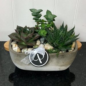 SC022-Succulent