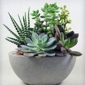 SC018-Succulent