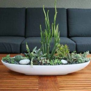 SC015-Succulent