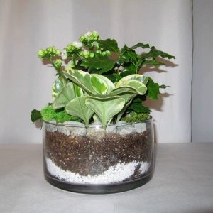 PL012-Plant