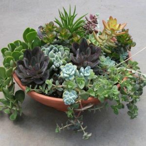 SC012-Succulent