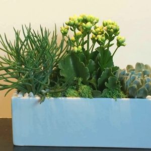 SC008-Succulent