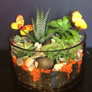 SC007-Succulent