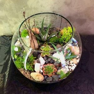 SC006-Succulent