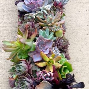 LX014-Luxury Succulent
