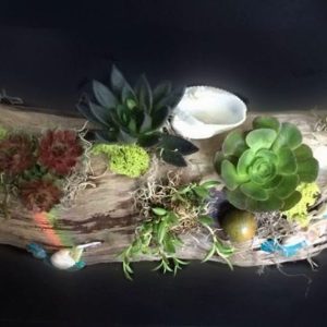 SC005-Succulent