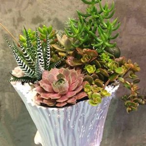 SC004-Succulent