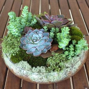 Succulent by Posy Floral Design