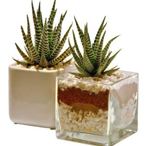 SC010-Succulent
