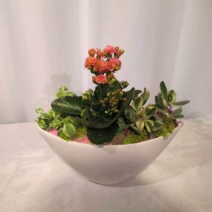 SC016-Succulent