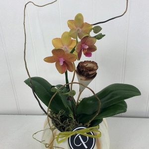 Pumpkin Seedling Thanksgiving Arrangement by Posy Floral Design